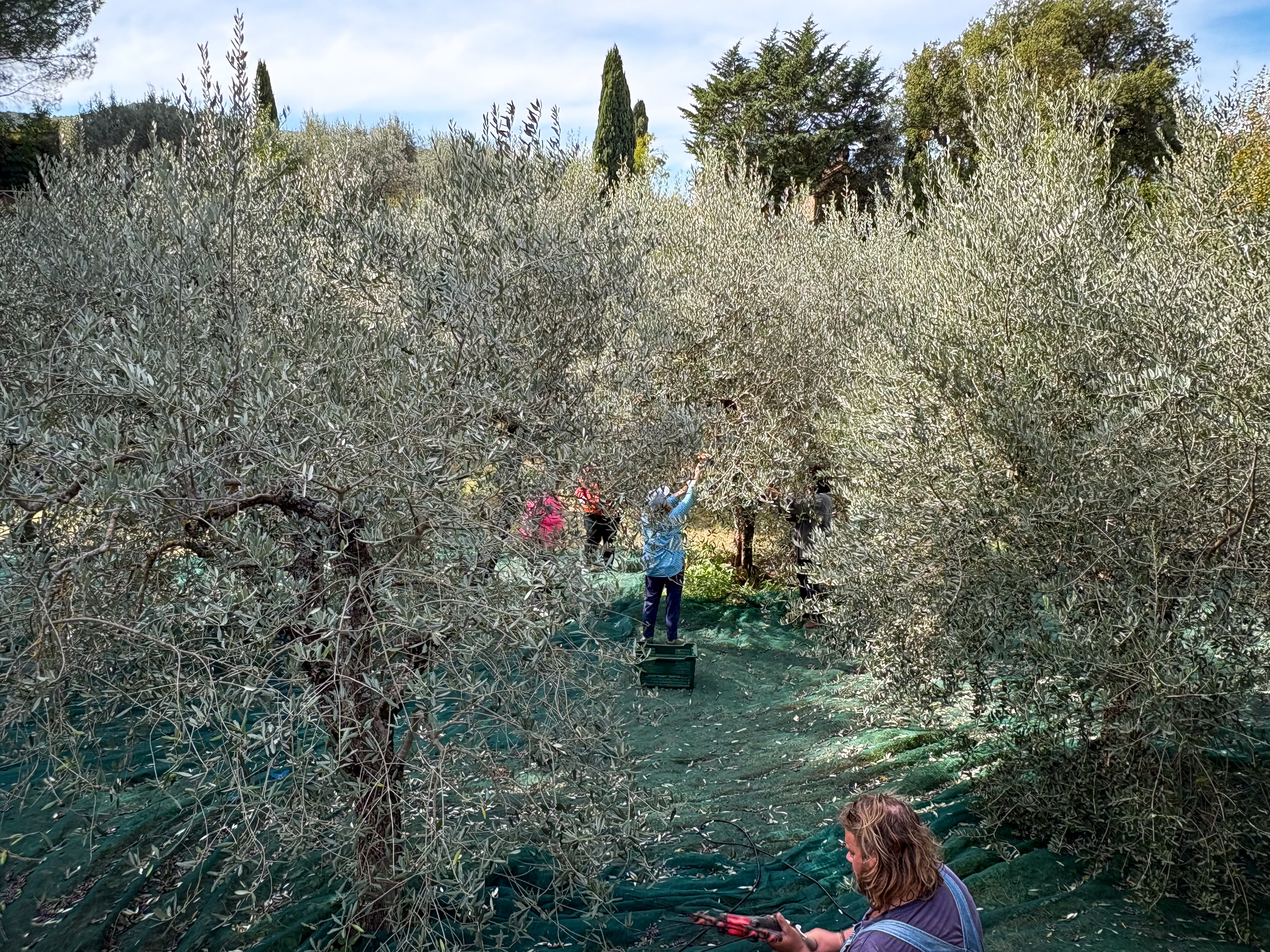 Back from Umbria: First Harvest