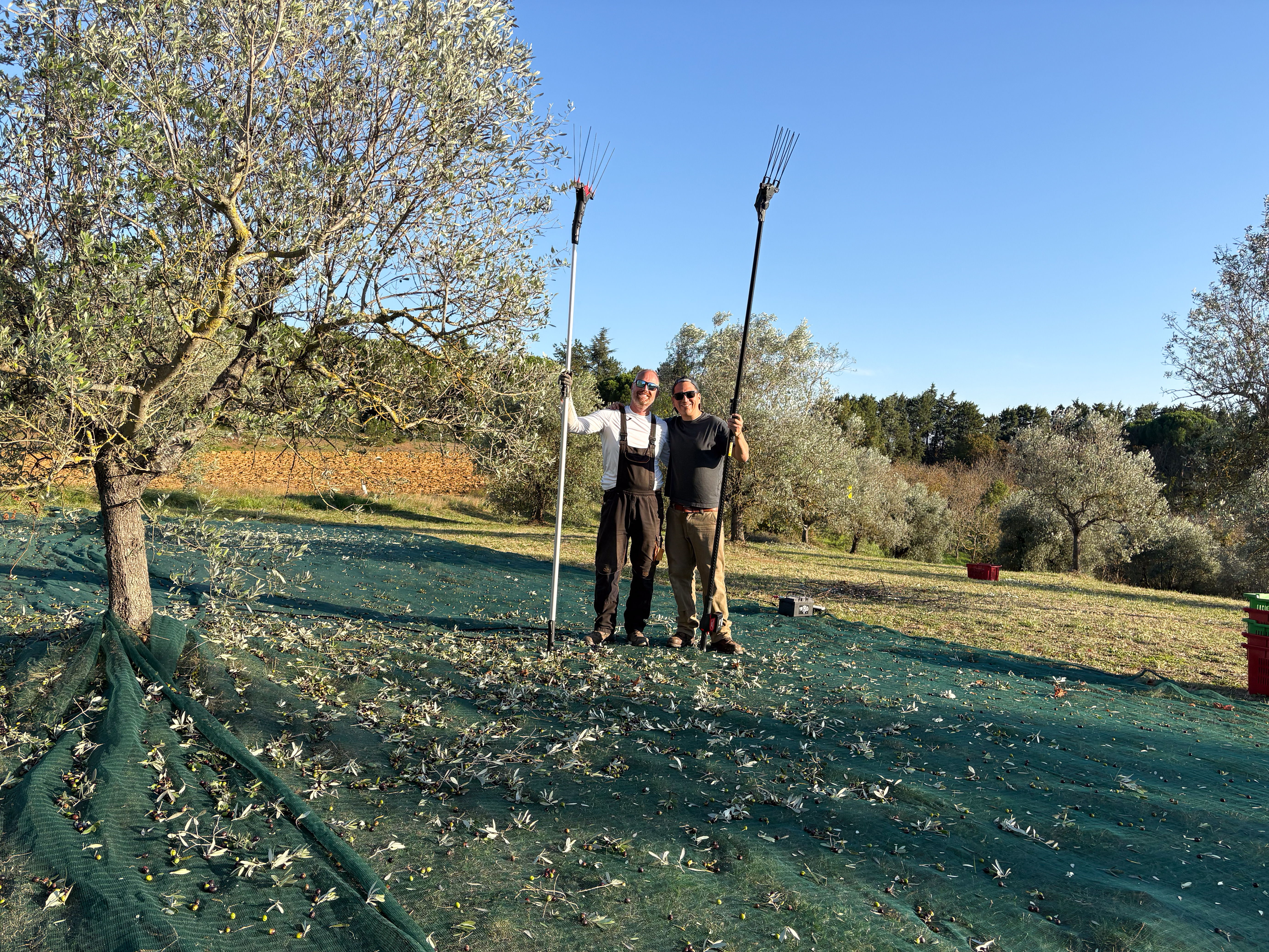 Olio Nuovo Has Cleared Customs and Is Almost Home