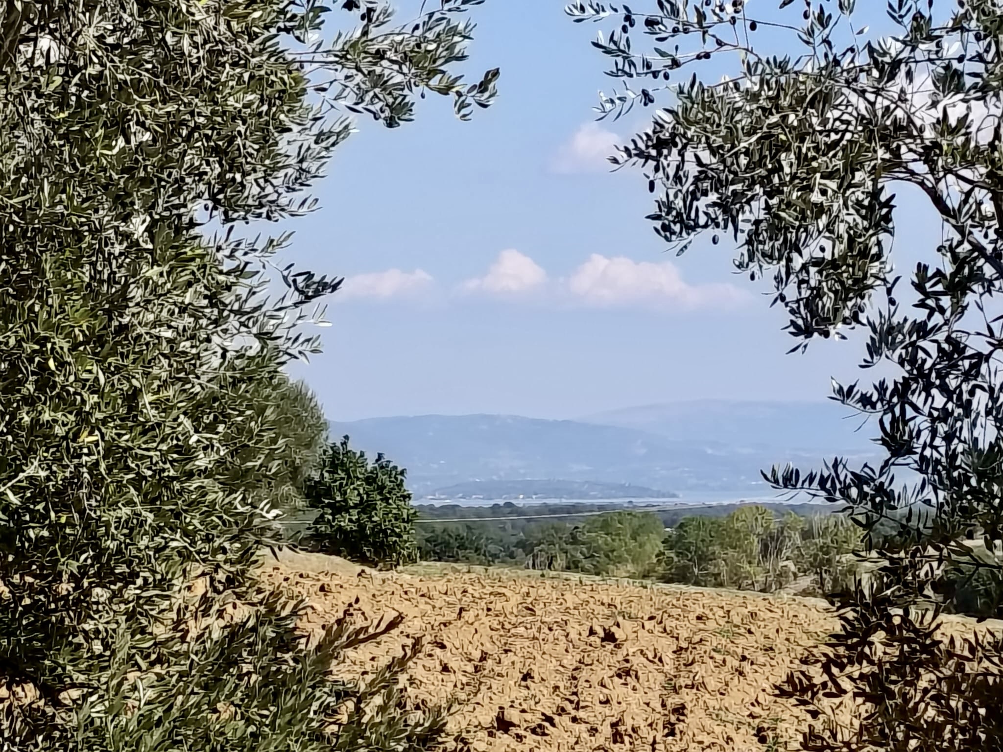 Olive trees frame a view across the grove toward Lake Trasimeno in Umbria.